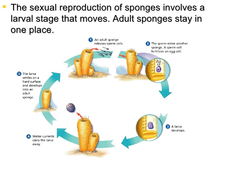 Image result for sexual reproductin in sponges